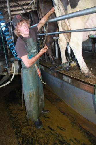 Milking cows can be a shitty job...