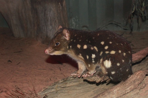 the Spotted Quoll